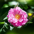 Turkish Rose