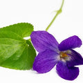 Violet Leaves