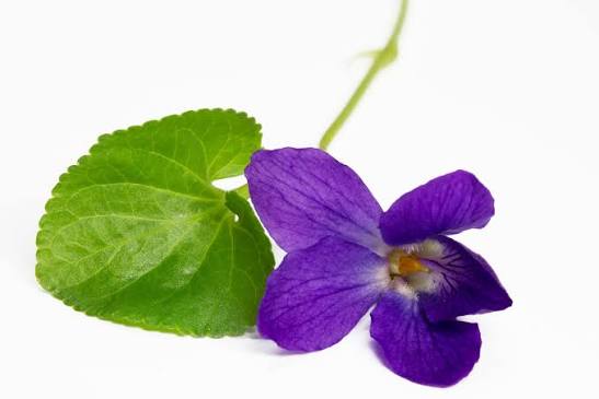 Violet Leaves