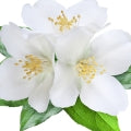 White Florals