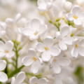 White Flowers