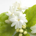White Flowers