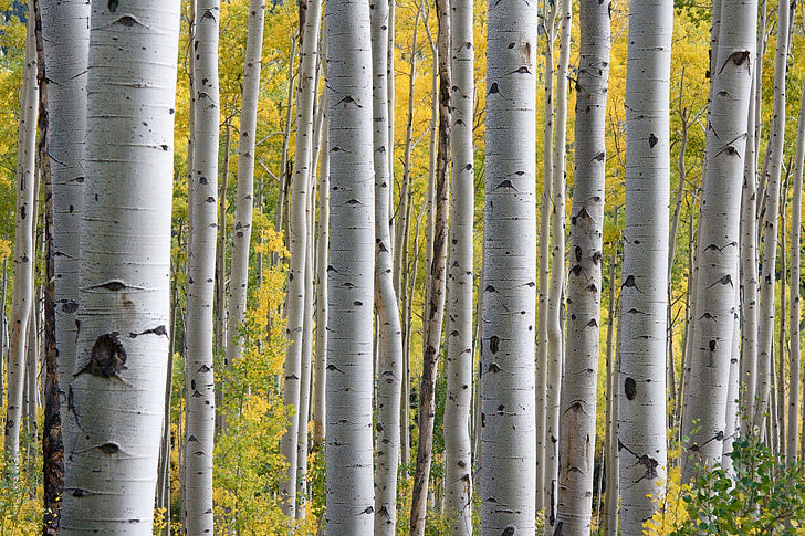 White Woods