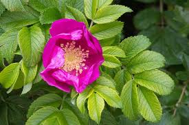 Wild Rose