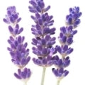 Lavandin