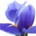 Iris Absolute