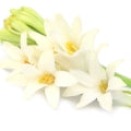 Indian Tuberose