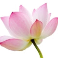 Lotus Flower