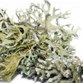 Oak mass