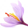 Saffron Accord