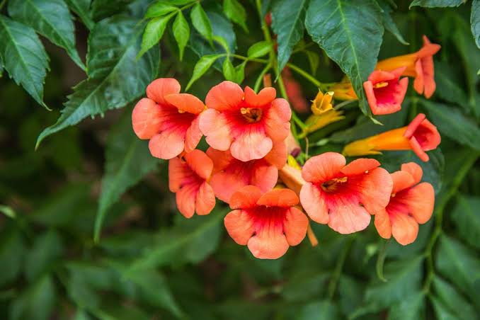 Floral Vine