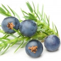 Juniper berry