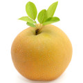 Green Nashi Pear