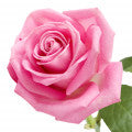 Dewy Rose