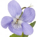 Violet Accord