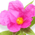 Cistus Absolute