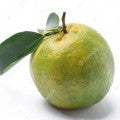 Green MandarinHeart Notes: Salt
