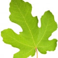 Fig leaves
