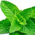 Fresh Mint