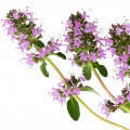 Clary Sage Oil
