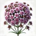 Verbena