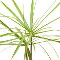 Papyrus Wood