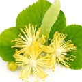 Honeyed Linden Blossom