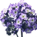 Heliotropin