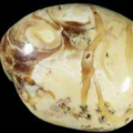 White Amber